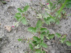 Pelargonium althaeoides