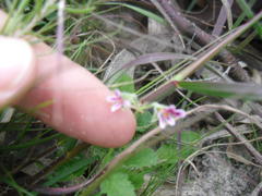 Pelargonium althaeoides