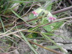 Pelargonium althaeoides