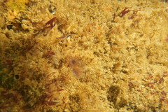 Bispira pacifica
