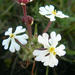 Zaluzianskya angustifolia - Photo (c) Kathy, some rights reserved (CC BY-NC), uploaded by Kathy