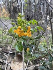 Senna stipulacea