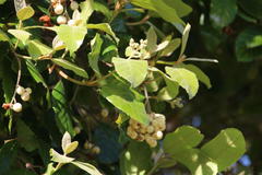 Curtisia dentata