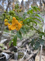 Senna stipulacea