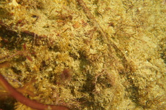 Bispira pacifica
