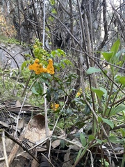 Senna stipulacea