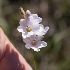 Ixia flexuosa