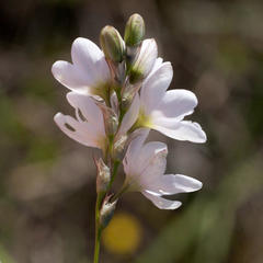 Ixia flexuosa