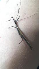 Paraphasma marginale