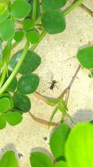 Camponotus mus