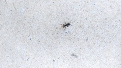Camponotus mus