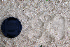 Panthera tigris tigris