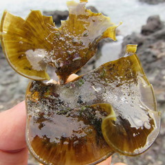 Padina durvillei