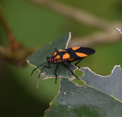 Oncopeltus varicolor varicolor