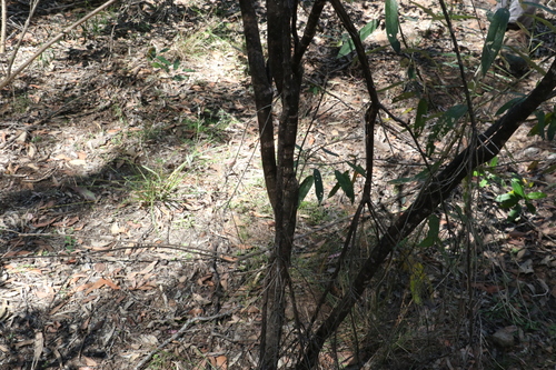 Image of Choretrum candollei by (c) Greg Tasney, some rights reserved (CC BY-SA)