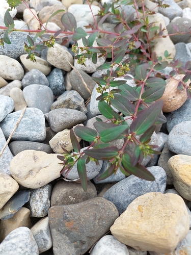 Euphorbia hyssopifolia iNat (3)