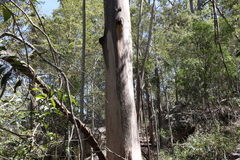 Eucalyptus major