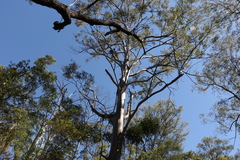 Eucalyptus major