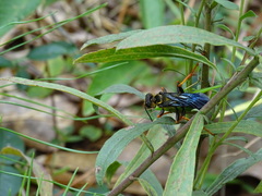 Sphex flavovestitus