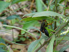 Sphex flavovestitus