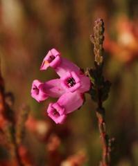 Erica daphniflora daphniflora