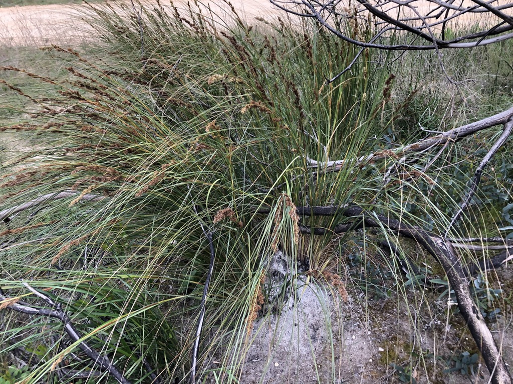 chaffy saw-sedge