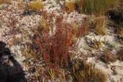 Erica daphniflora daphniflora