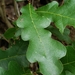 Quercus sinuata breviloba - Photo (c) Andy Blair, algunos derechos reservados (CC BY-NC), uploaded by Andy Blair