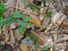 Sphex flavovestitus