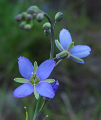 Heliophila linearis linearis
