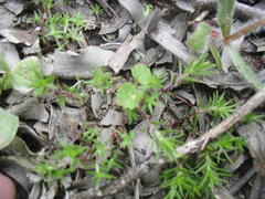 Pelargonium elongatum