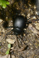 Timarcha tenebricosa