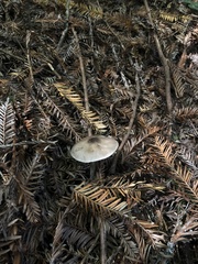 Lepiota felina