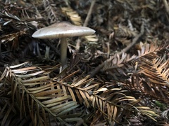 Lepiota felina