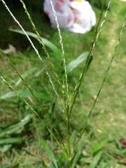 Digitaria horizontalis