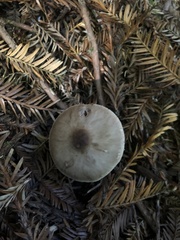 Lepiota felina