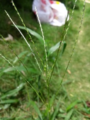 Digitaria horizontalis