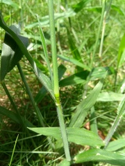 Digitaria horizontalis