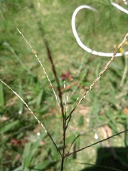 Digitaria horizontalis