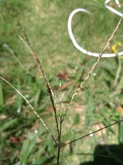 Digitaria horizontalis