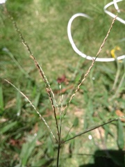Digitaria horizontalis