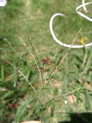 Digitaria horizontalis