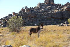 Equus asinus × caballus