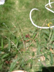 Digitaria horizontalis