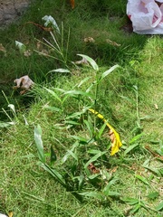 Digitaria horizontalis