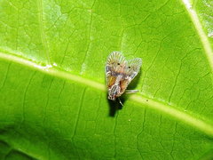 Bothriocera