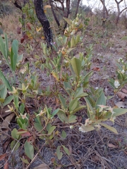 Eugenia involucrata