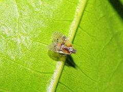 Bothriocera