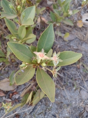 Eugenia involucrata