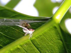 Bothriocera